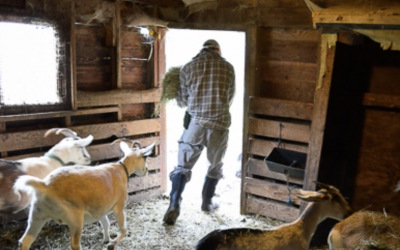 Food|Waves Production at Converging Creeks Farm