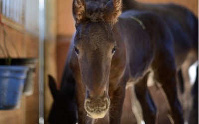 Turning to the Country