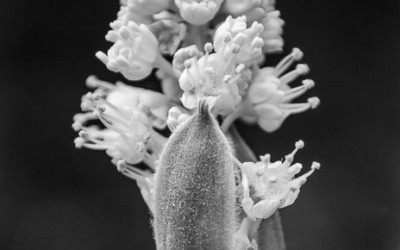 Fine Art | My Edward Weston Inspired Photography of Forest Park